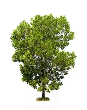 Trees isolated on white background Stock Photos