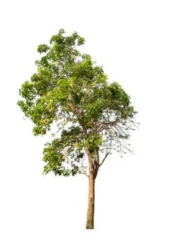 Trees isolated on white background Foto stock
