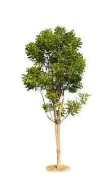Trees isolated on white background Stockfoto's