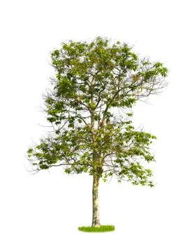 Trees isolated on white background Fotos Stock