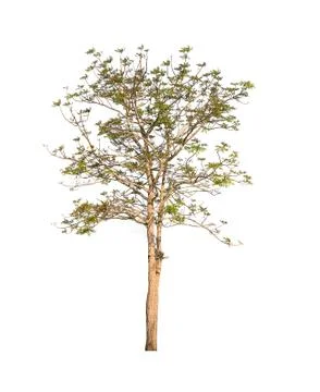 Trees isolated on white background Stock Photos