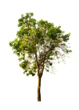 Trees isolated on white background Photos