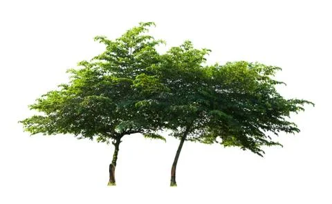 Trees isolated on white background Photos