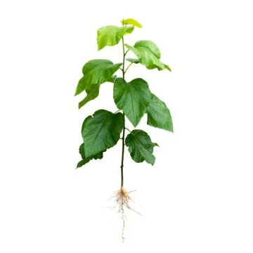 Trees isolated on the white background . Stock Photos