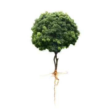 Trees isolated on the white background . Stock Photos