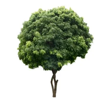Trees isolated on the white background . Stock Photos