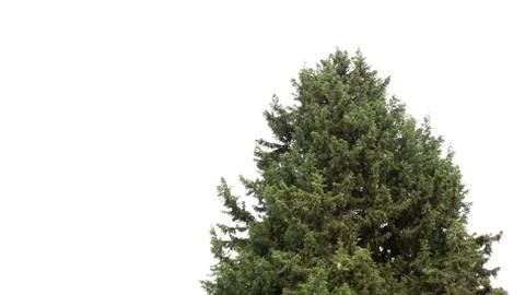 Trees isolated on white background Stockfoto's