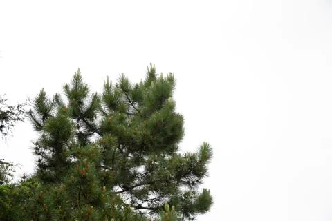 Trees isolated on white background Stock Photos