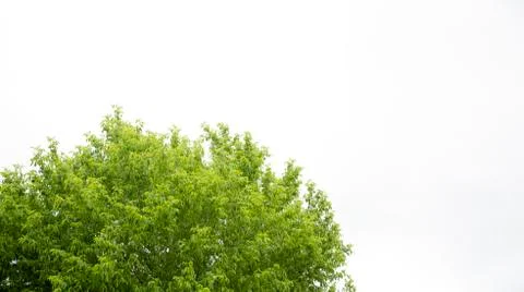 Trees isolated on white background Foto stock