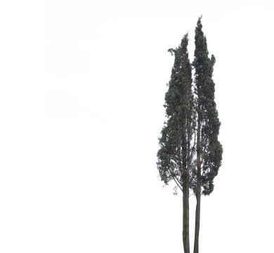 Trees isolated on white background Stock-Fotos