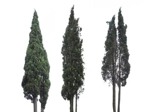 Trees isolated on white background 스톡 사진