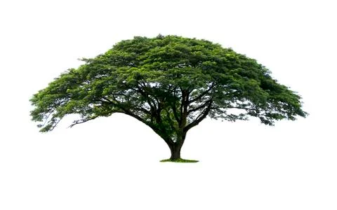 Trees isolated on white background Stock Photos