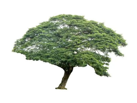 Trees isolated on white background Stock Photos