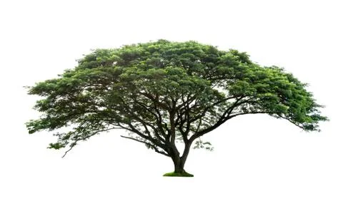 Trees isolated on white background Foto stock