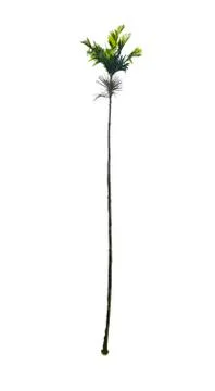 Trees isolated on white background Stock Photos