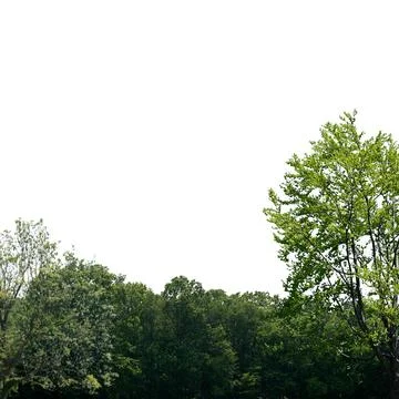 Trees  isolated on white background Stock Photos