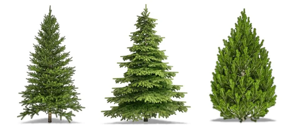 Trees Isolated on white Background. Pine Tree, White Spruce, Bosnian Pine. Hi Stock Photos