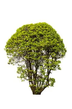 Trees Isolated On White Background, Tropical Trees Isolated Used For Design.. Stock Photos