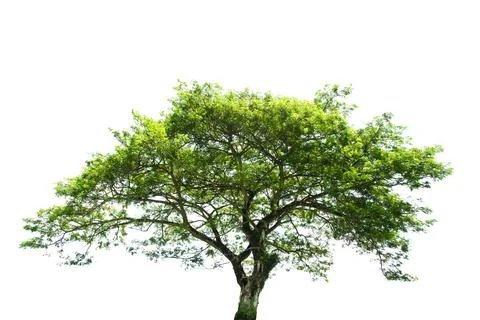 Trees Isolated On White Background, Tropical Trees Isolated Used For Design.. Stock Photos