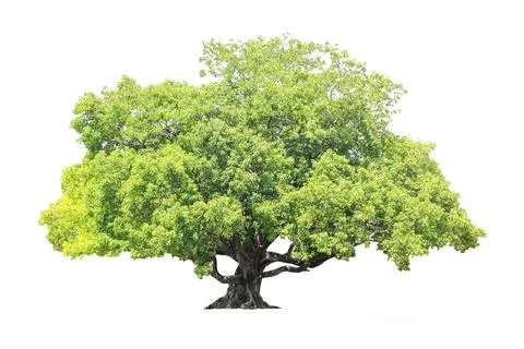 Trees Isolated On White Background, Tropical Trees Isolated Used For Design.. Stock Photos