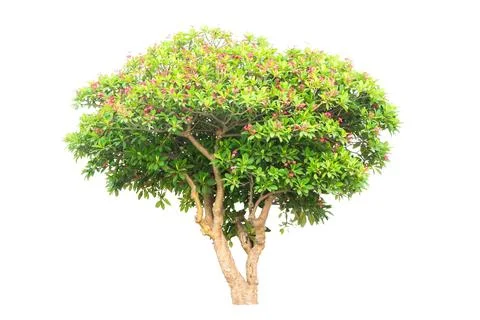 Trees Isolated On White Background, Tropical Trees Isolated Used For Design.. Stock Photos