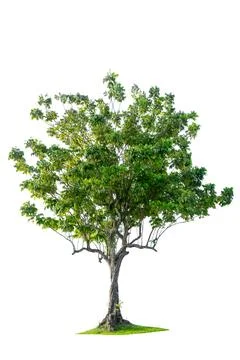 Trees isolated on white background, tropical trees isolated used for design.. Stock Photos