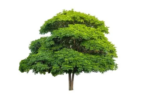 Trees isolated on white background, tropical trees isolated used for design.. Stock Photos