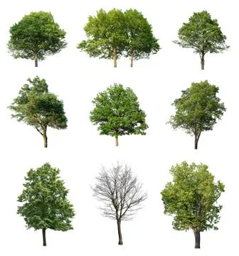 Trees isolated on white Stock Photos