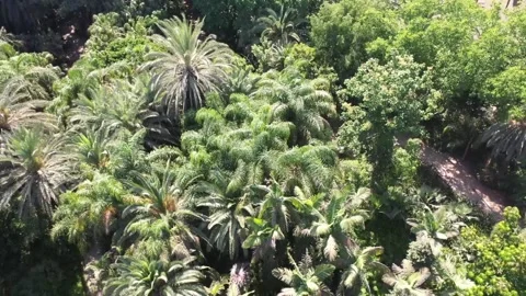 TREES ISRAELI FOREST Video stock 228943205