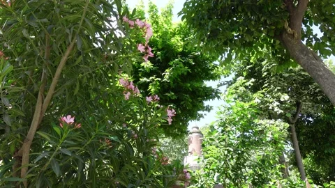Trees (Istanbul - Turkey) Video stock 196173622