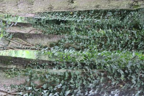 Trees with ivy Stock Photos