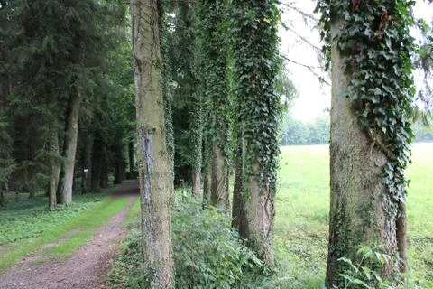 Trees with ivy Stock Photos