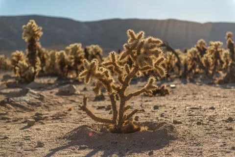 Trees from the Joshua tree bathed in the warm glow from the sun Stock Photos
