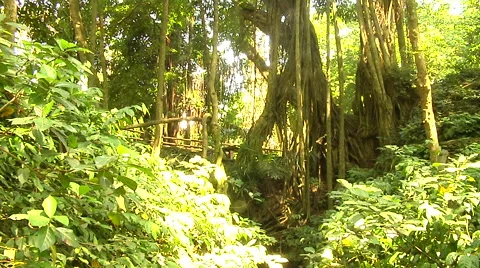 Trees in the jungle in Bali Stock Footage 41379231