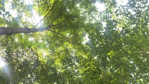 Trees in jungle Stock Footage 314273949