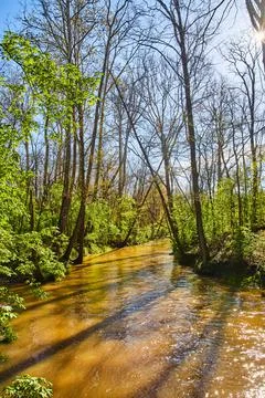 Trees just entering spring alongside brown river Fotos de archivo