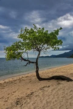 Trees on Kai Bae Beach under a gloomy dramatic sky Stock Photos