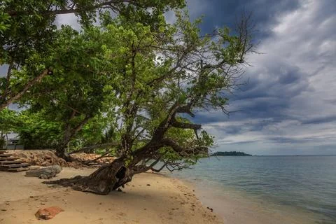 Trees on Kai Bae Beach under a gloomy dramatic sky Stock Photos