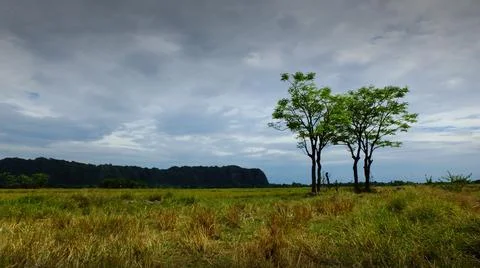 Trees with karst hills in the background Stock Photos