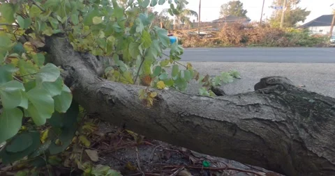 Trees knocked down by Hurricane Ida damage morning after the storm New Orleans Stock Footage 190644538