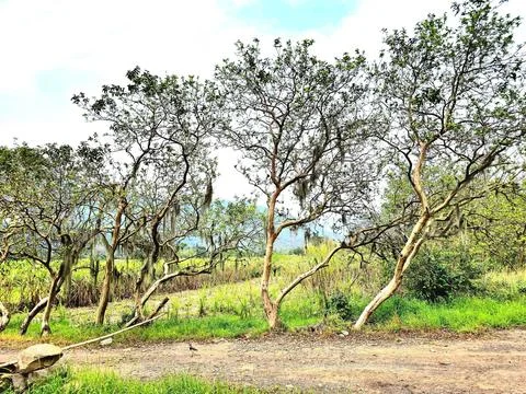 Trees knocked down by the wind, in a rural area Stock Photos