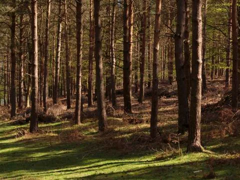 Trees in Knole Park Stock Photos