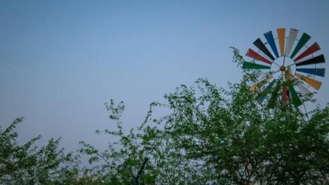 Trees in Kuwait with windmill grass and bright colours Stock Photos