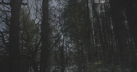 Trees, lake in the background, calm scene, VLOG, 24fps, 4k Stock Footage 277230035