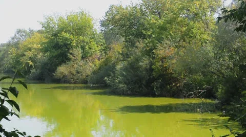 Trees on the lake bank Stock Footage 22748365