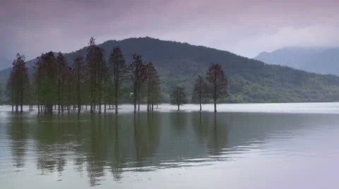 Trees in the lake Stock-Footage 21260279