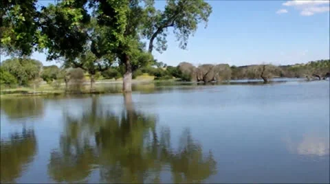 Trees in Lake Stock Footage 23162933