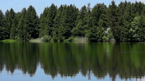 Trees on a lake Stock Footage 24941289