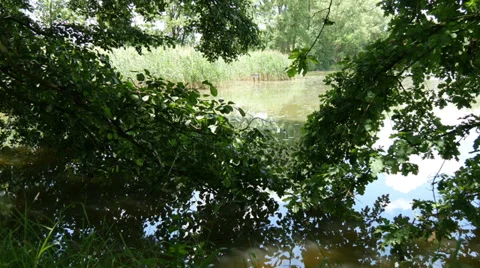 Trees in the Lake Stock Footage 39902712