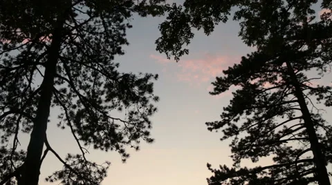 Trees by the lake Stock Footage 44414583